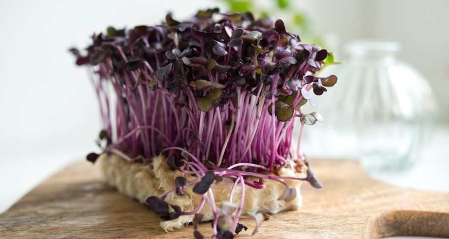 La oferta de microbrotes que ofrece localgreens es variada y sus posibilidades enormes