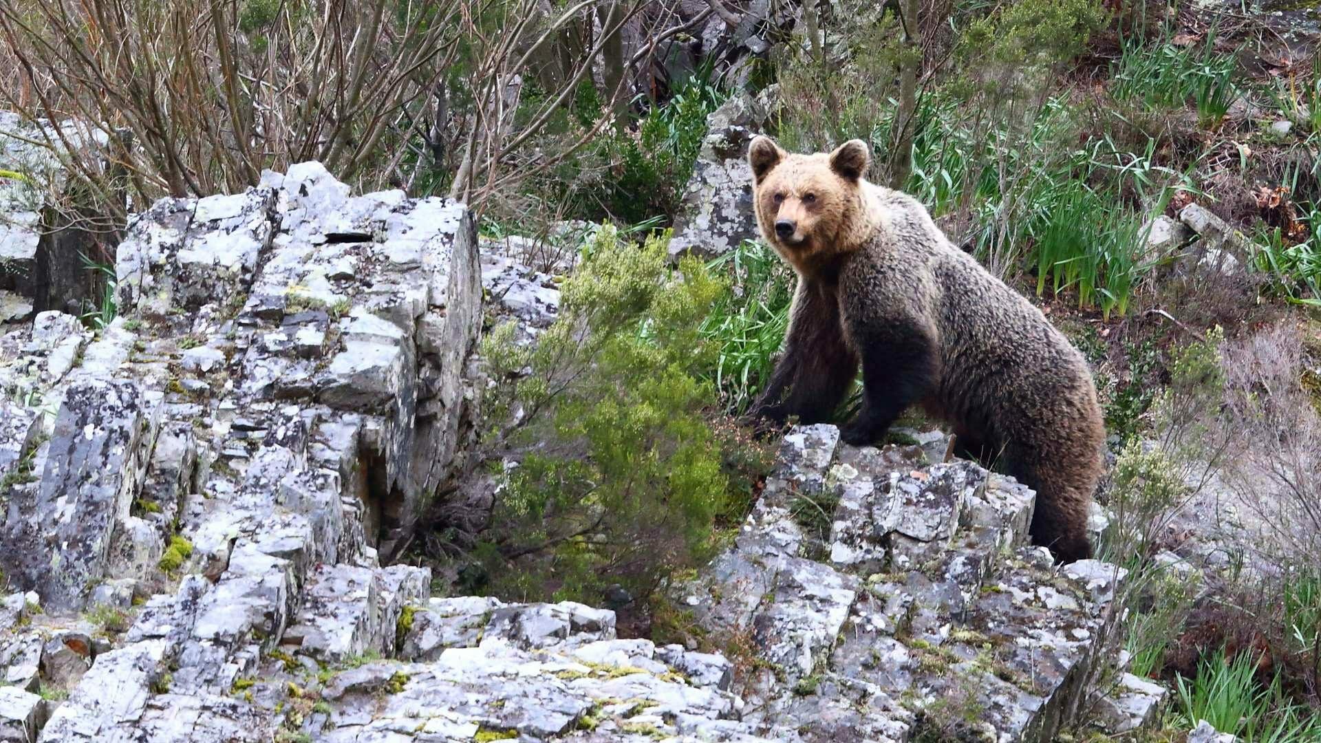 Los bosques asturianos son la tierra del oso pardo. Foto © Turismo de Asturias.