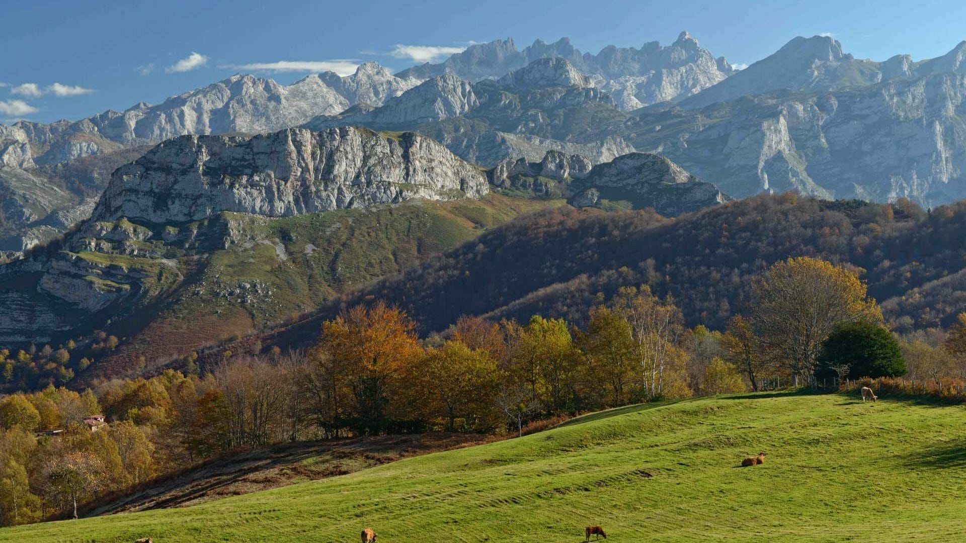 Los Picos de Europa vistos desde el bosque de Peloño del PN de Ponga. ©Noe Baranda