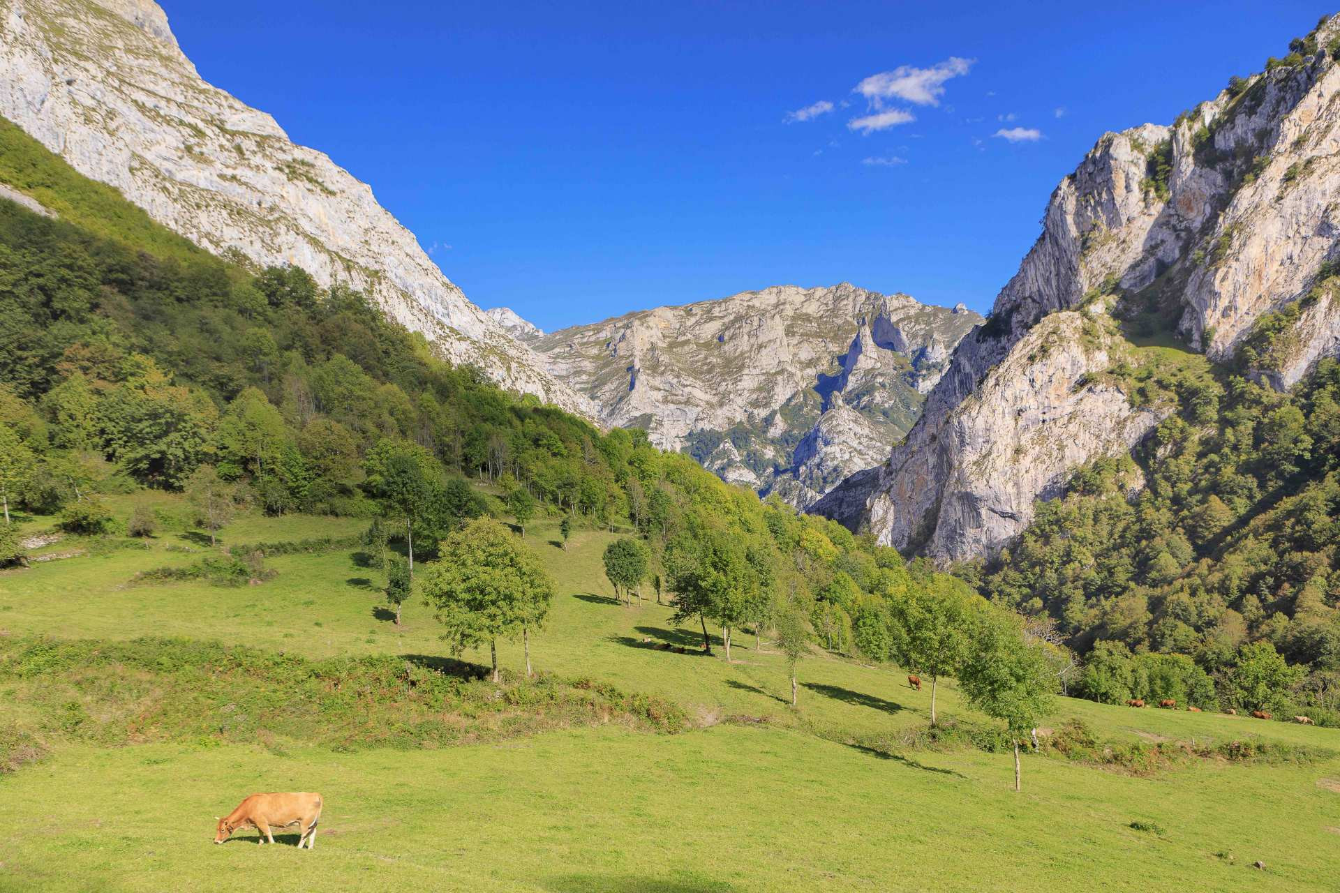 Pradería en Casielles, rodeada de montañas. ©Noe Baranda