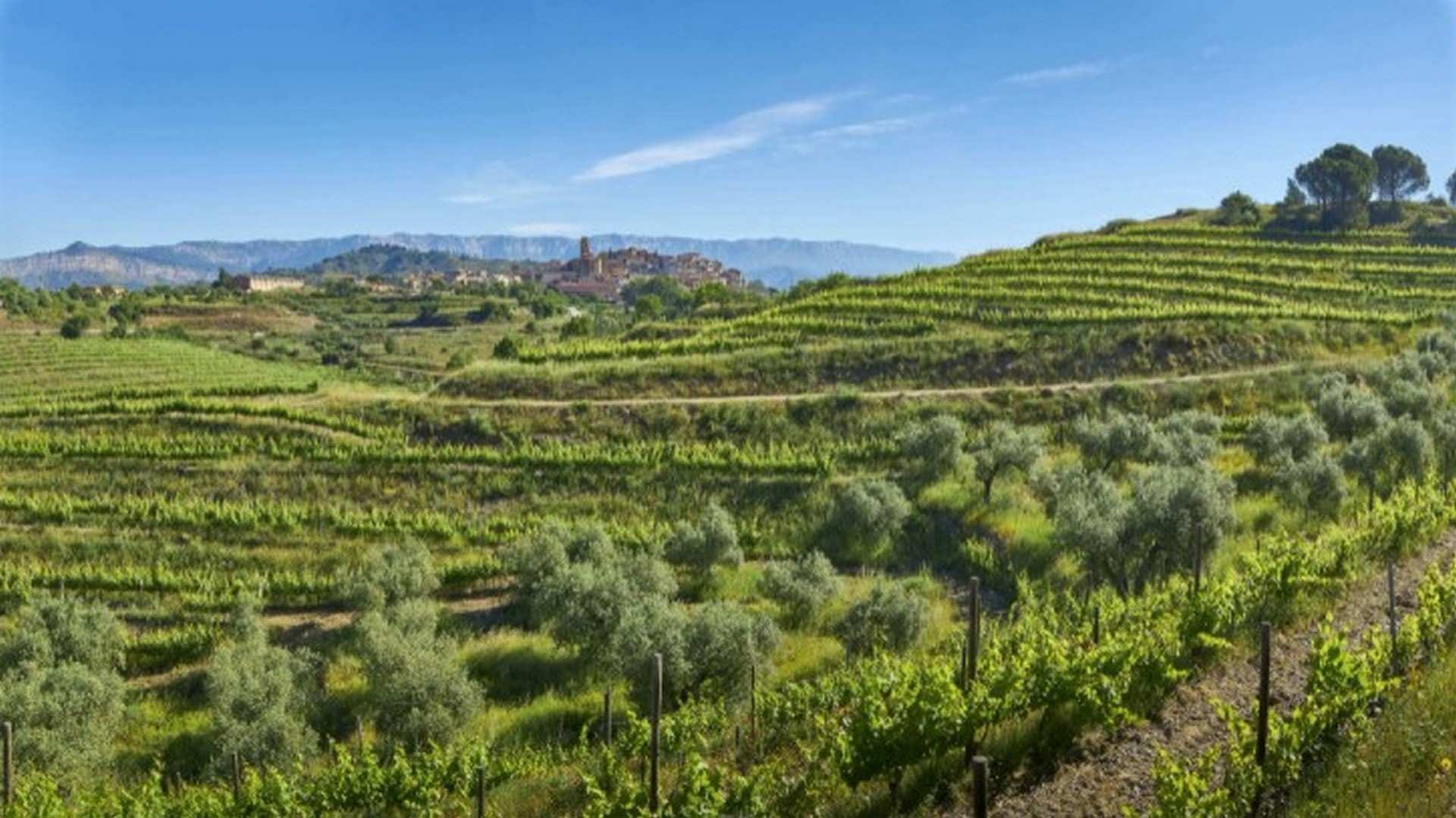 Enoturismo por la Costa Daurada: un viaje a través de sus D.O.