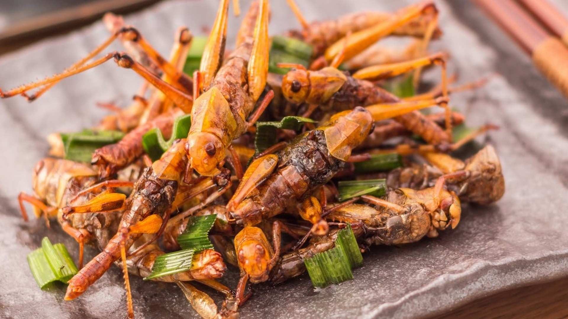 Los insectos, ¿el alimento del futuro?