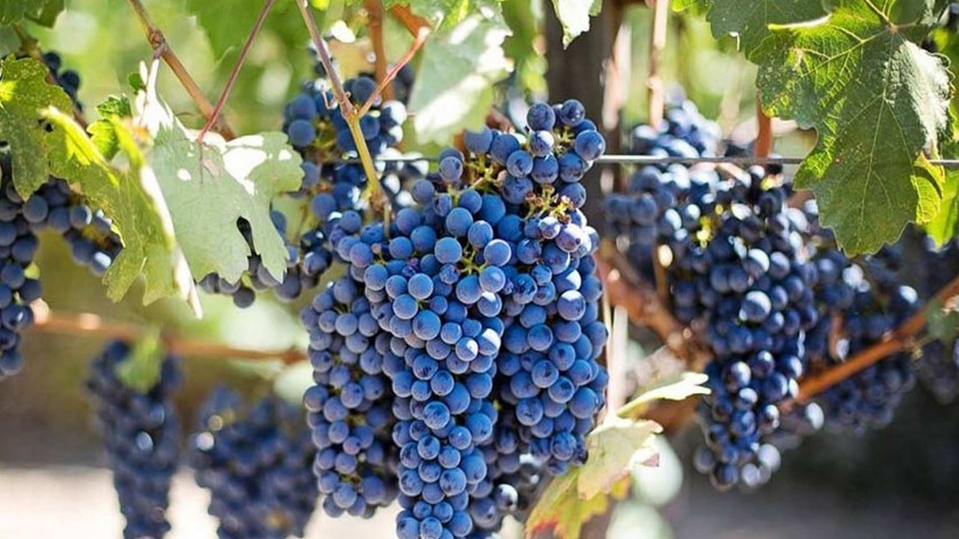 Hay variedades cuyo perfil sensorial puede generarnos sensación de dulzor en boca, como podría ser la uva Tempranillo