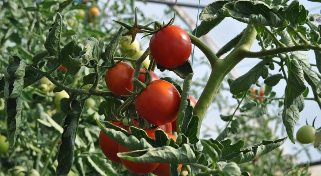 El tomate, tradicionalmente, se ha cultivado en los meses cálidos del año.
