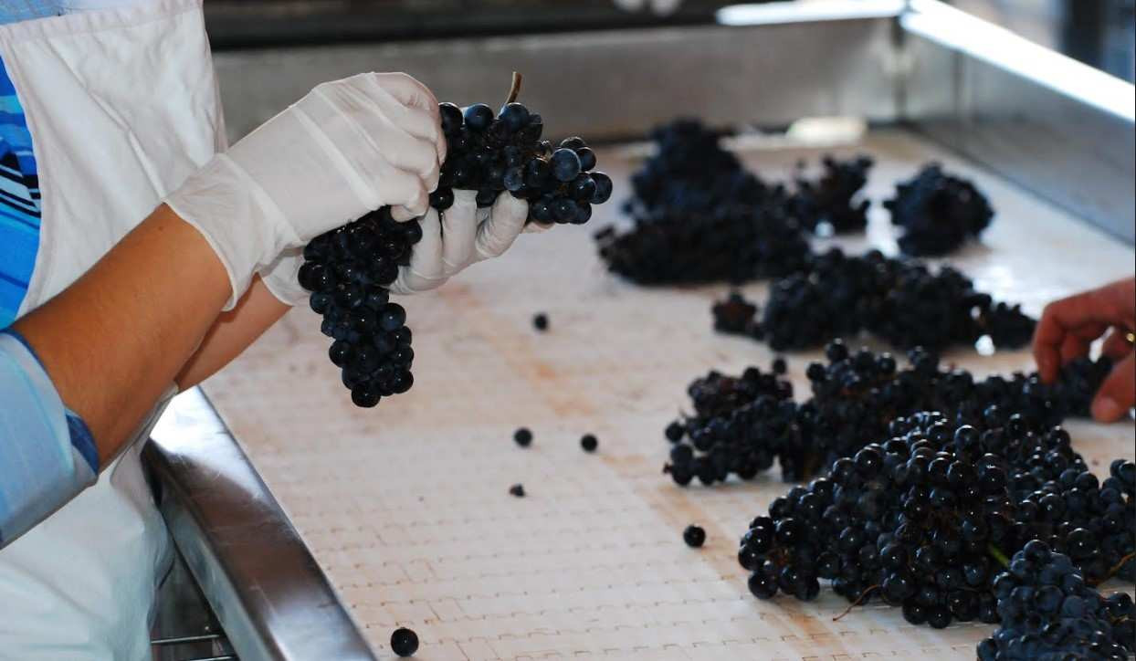 Una vez llegan las uvas a la bodega, también se pueden definir diferentes niveles de selección