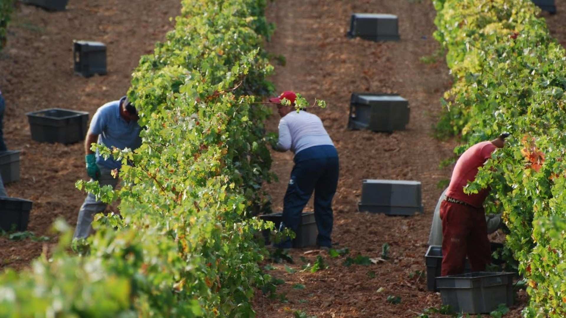La Vendimia: 2021 será una gran cosecha