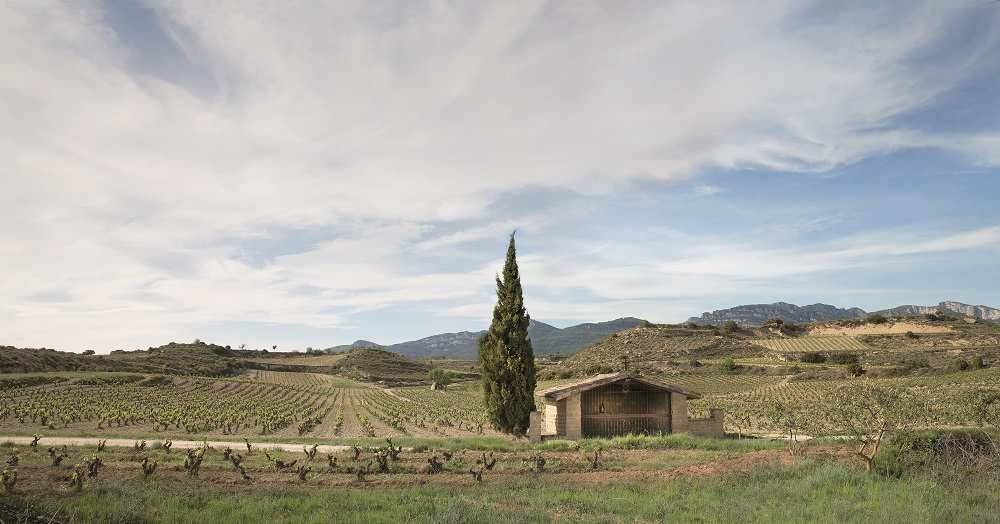 El Regalo 2018 se elabora de viñedos situados en Villabuena de Álava