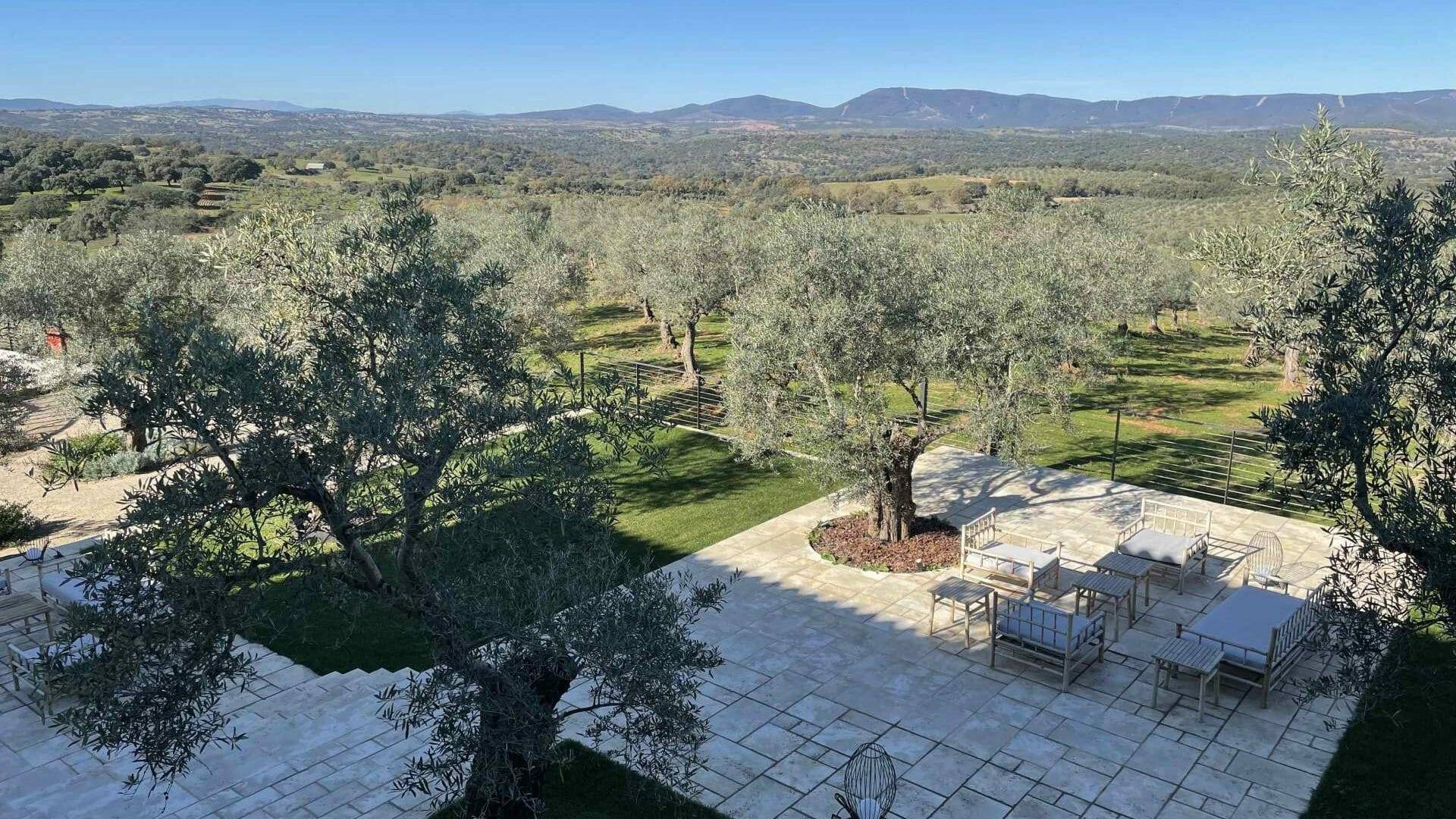 El olivar ecológico de aceituna manzanilla cacereña, el jardín más bello del hotel.