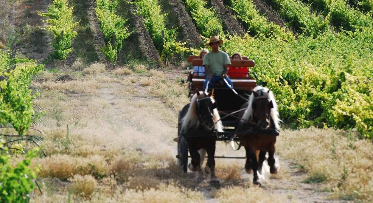 El enoturismo consiste en viajar a alguna zona productora de vino para conocer el mundo del vino desde dentro