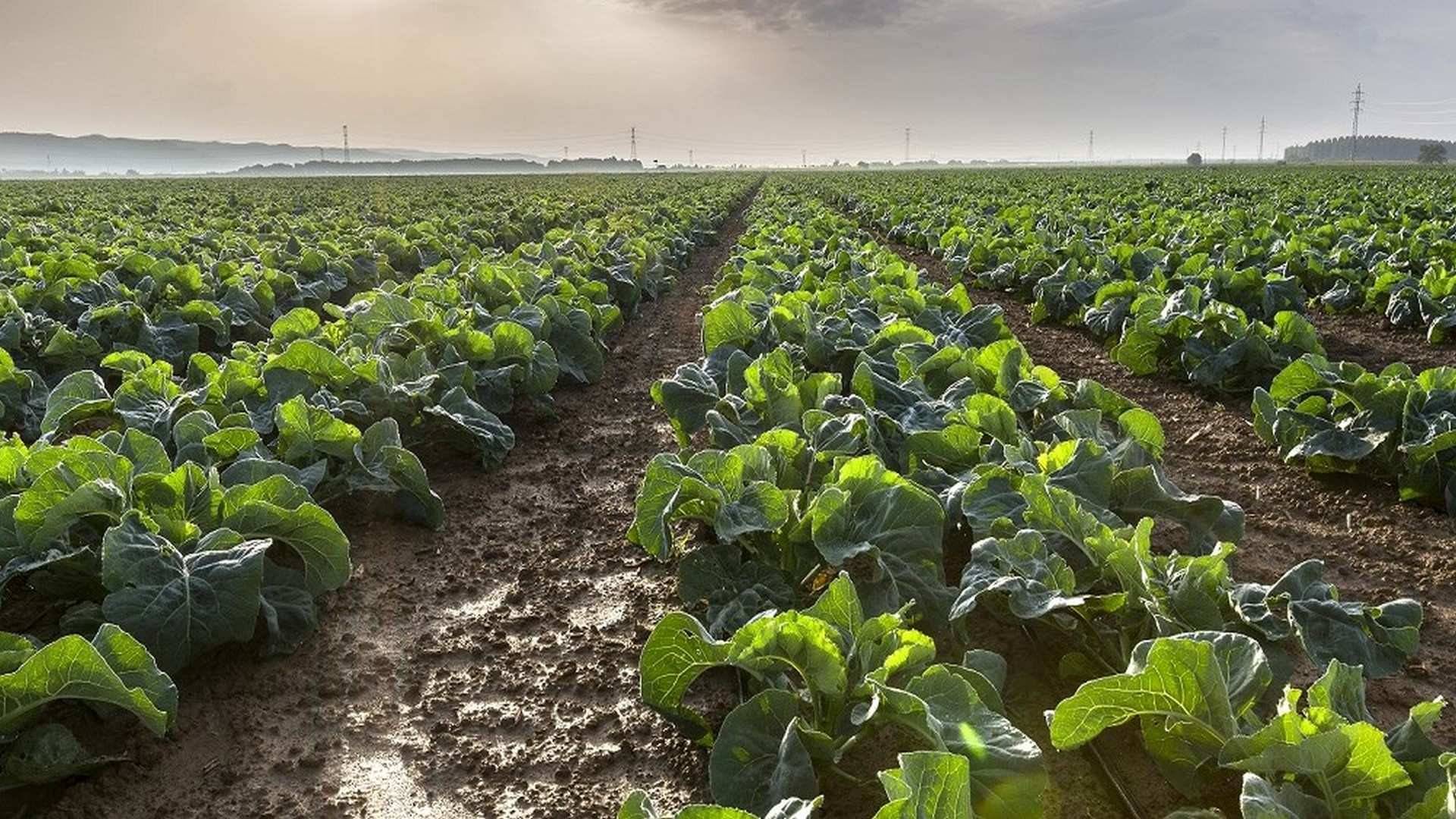 eL Canal Imperial de Aragón que permite regar 28.000 hectáreas de cultivos