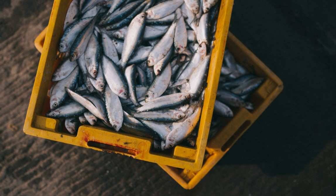 Curiosamente, en las zonas del planeta donde la gente vive más tiempo la principal fuente de proteína es el pescado.
